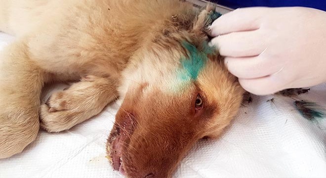 Kulakları kesilen köpek, okul bahçesinde bakılacak