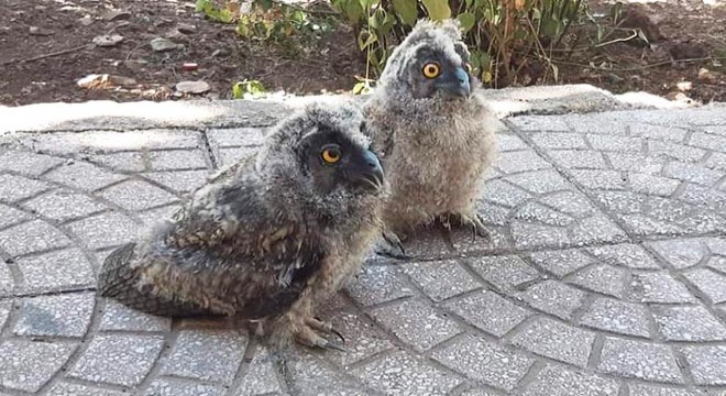 Kulaklı orman baykuşları, koruma altına alındı