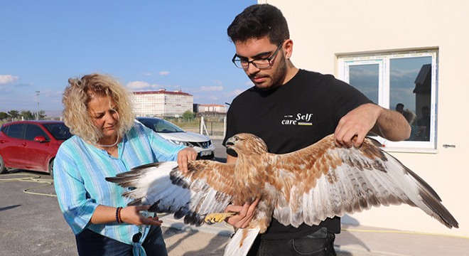 Kulaklı orman baykuşları ve kızıl şahin, doğaya bırakıldı