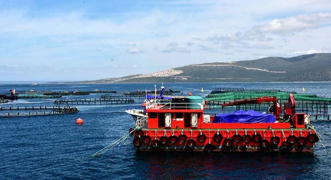 Kültür balıkçılığından 374 milyon dolar gelir
