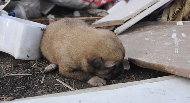 Kulübe ateşe verildi, 9 yavru köpek öldü