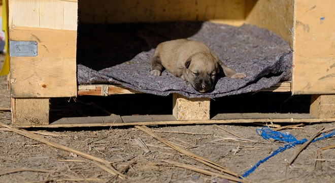 Kulübesi yakılan köpek ve yavrusuna yeni yuva