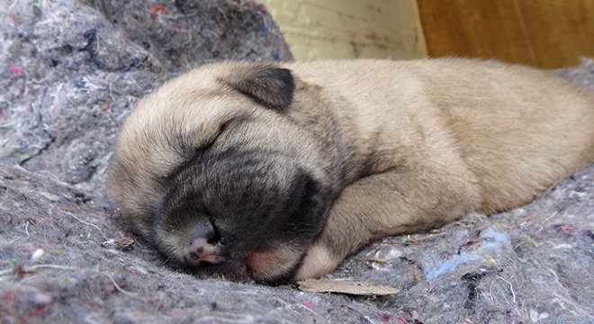 Kulübesi yakılan köpek ve yavrusunun yeni yuvaları da çalındı