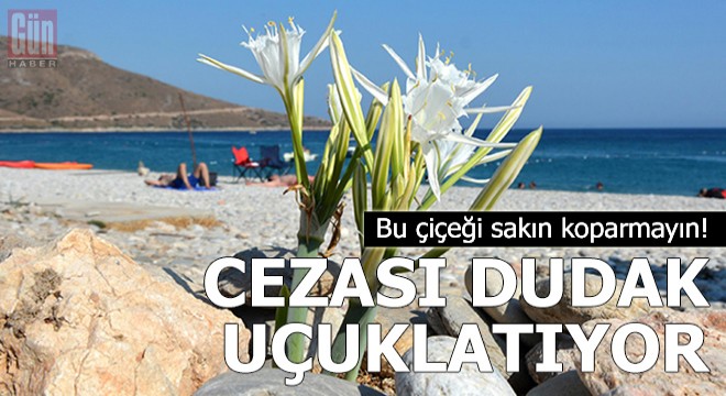 Kum zambaklarını koparmanın cezası dudak uçuklatıyor