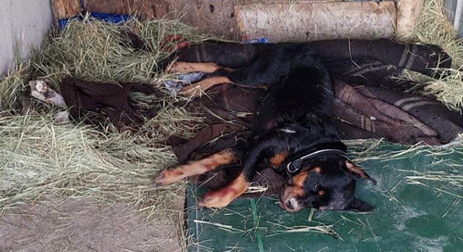 Kümesine giren komşusunun köpeğini vurdu