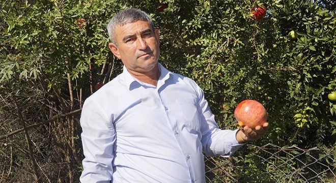 Kumluca Ziraat Odası Başkanı Kökce: Narımıza sahip çıkalım