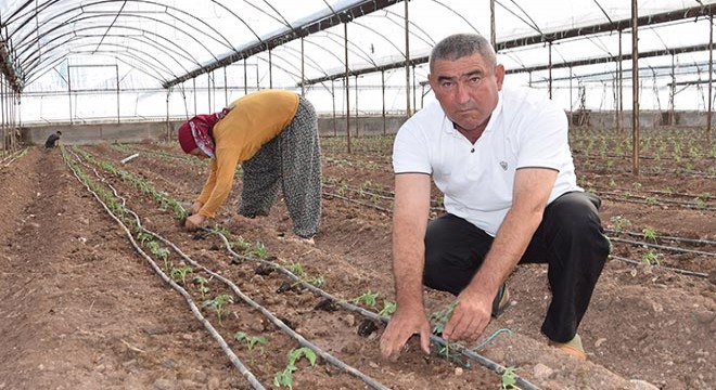 Kumluca'da 50 milyon domates fidesi dikiliyor