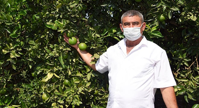 Kumluca'da Akdeniz meyve sineğiyle mücadele