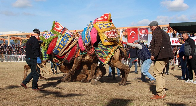 Kumluca'da Geleneksel Deve Güreşleri yapıldı