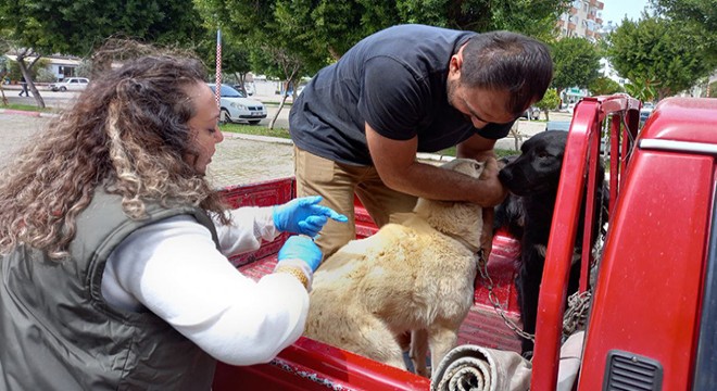 Kumluca'da kedi, köpeğe kuduz aşısı uygulandı