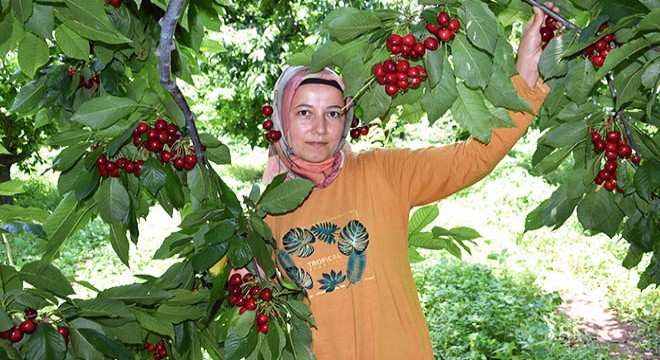 Kumluca'da kiraz üreticisinin yüzü gülüyor
