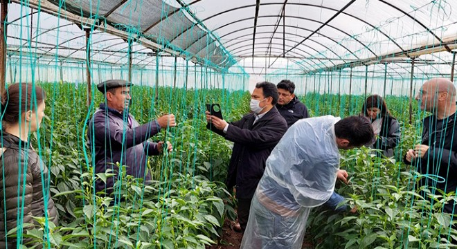 Kumluca'da su baskınından zarar gören seralarda inceleme
