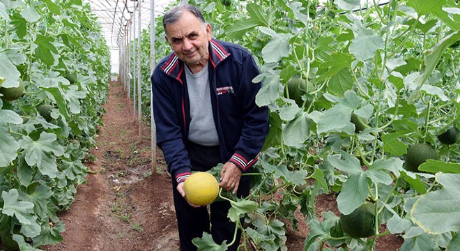 Kumluca'da turfanda kavunun kilosu 10 lira