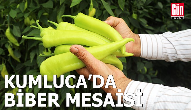Kumluca'da biber mesaisi