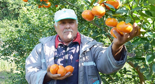 Kumluca da ilkbaharda da mandalina üretilecek