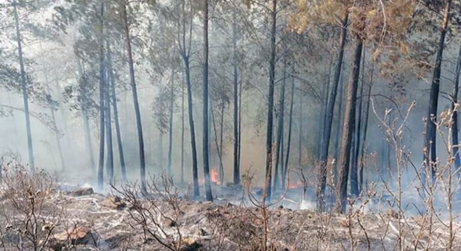 Kumluca da orman yangını