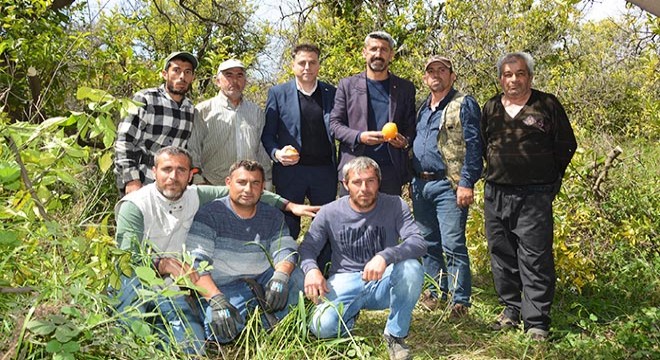 Kumluca da turunçgillerde budama eğitimi