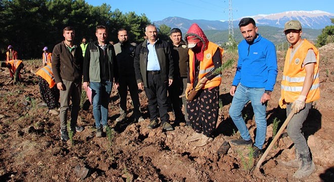 Kumluca ya ikinci bal ormanı