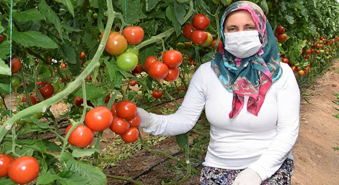 Kumlucalı sera üreticisine koronavirüs molası yok