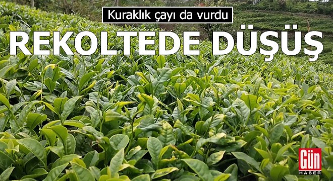Kuraklık çayı da vurdu; rekoltede düşüş