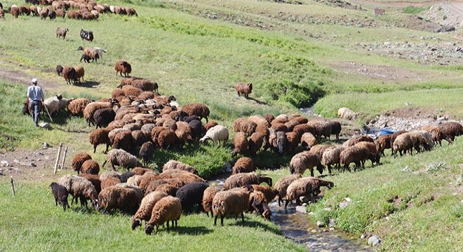 Kuraklık hayvanlardaki verimi düşüyor