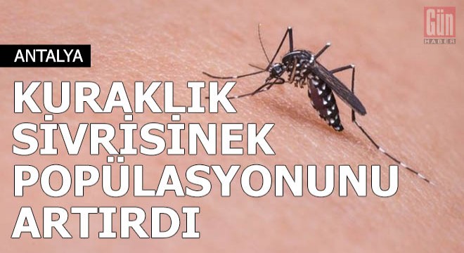 Kuraklık, sivrisinek popülasyonunu artırdı
