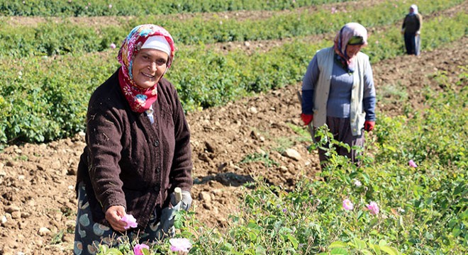 Kuraklık nedeniyle gül rekoltesi yarı yarıya düştü