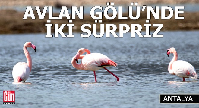Kuraklıktan kurtulan Avlan Gölü'nde iki sürpriz