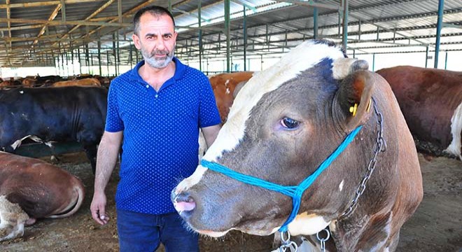 Kurban pazarının 1 tonluk 'Şemo'su, alıcısını bekliyor