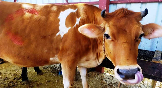 Kurbanlık 'Menekşe', 9 bin 600 TL'ye satıldı