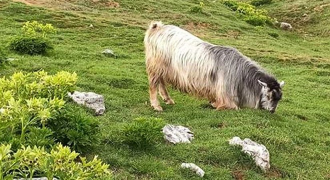 Kurbanlık keçi, 5 gün sonra otlanırken bulundu