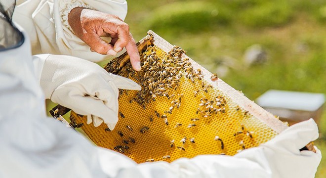 Küresel ısınma balcıları vurdu; milyonlarca arı öldü