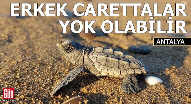 Küresel ısınma erkek caretta carettaları yok edebilir