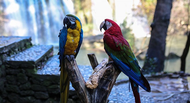 Kurşunlu Şelalesi'nde papağanlara turist ilgisi