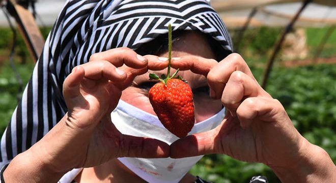 Kurşunlu çileğinde hasat başladı