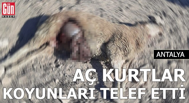 Kurt sürüsü koyunları telef etti