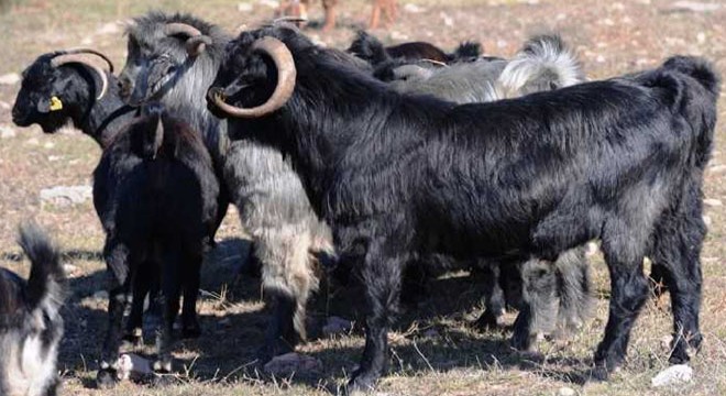 Kurtlar iki sürüye saldırdı; 5 keçiyi parçalayıp, 8'ini götürdü