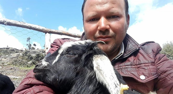 Kurtlar, keçi sürüsüne saldırdı