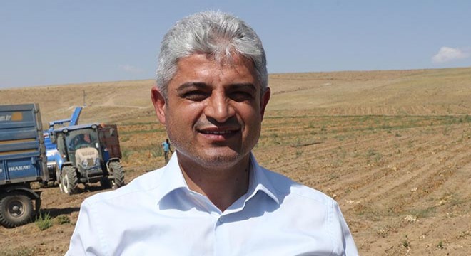 Kuru fasulye hasadı başladı; 30 bin ton ürün bekleniyor