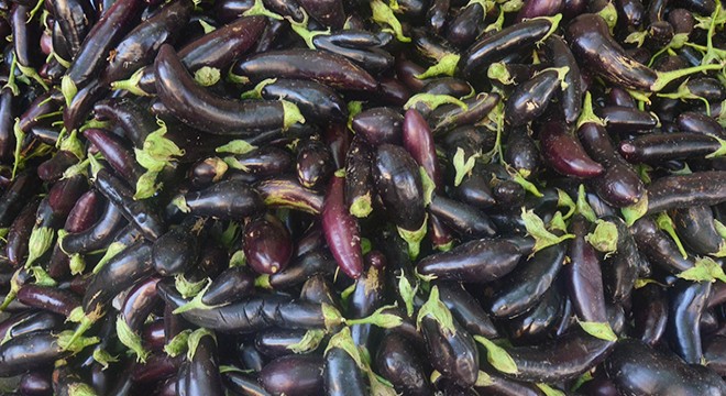 Kurutulan dolmalık patlıcanlar dünyaya ihraç ediliyor