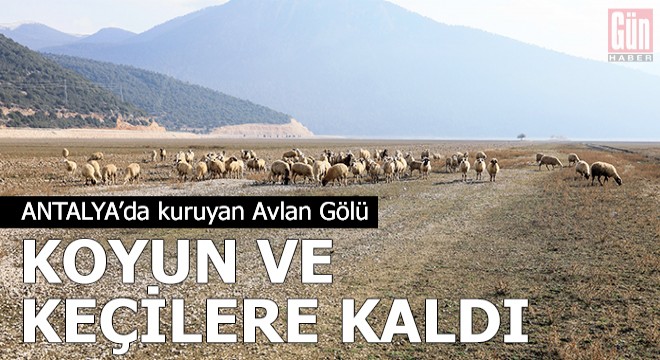 Kuruyan Avlan Gölü, koyun ve keçi sürülerine kaldı