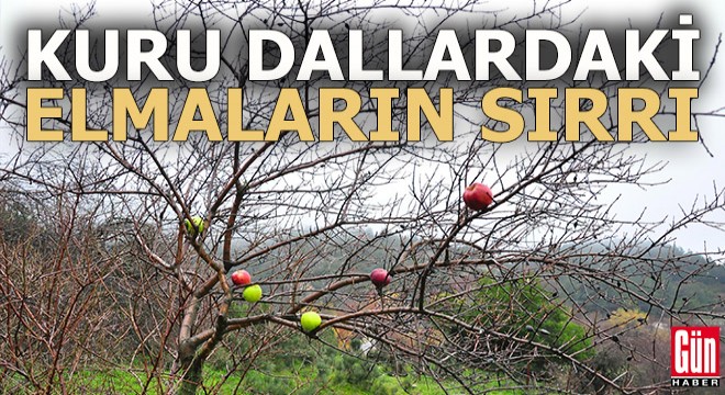 Kuruyan dallardaki elmaların sırrı