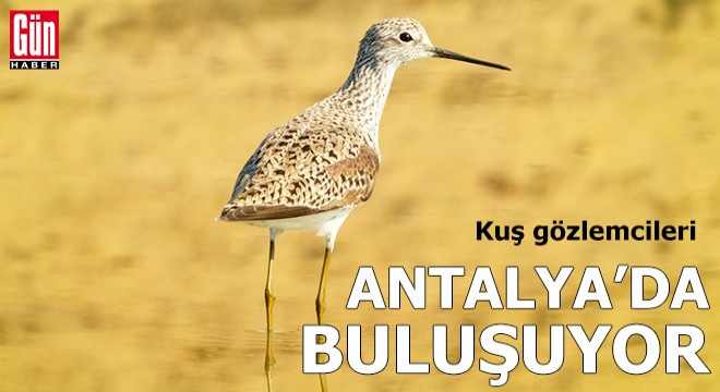 Kuş gözlemcileri Antalya'da buluşuyor
