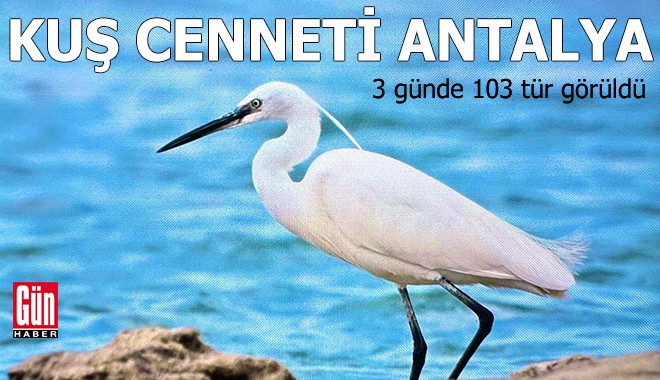 Kuş cenneti Antalya: 3 günde 103 tür görüldü