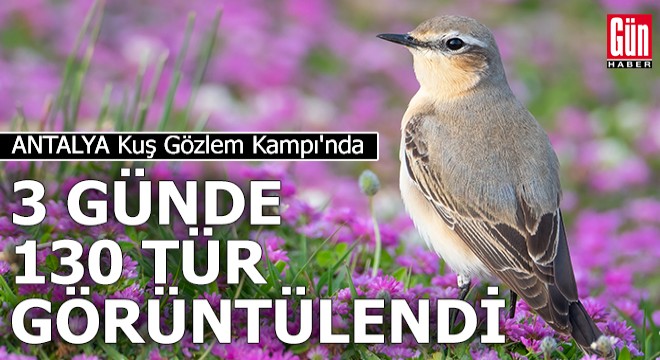 Kuş göçünde 3 günde 130 tür görüntülendi