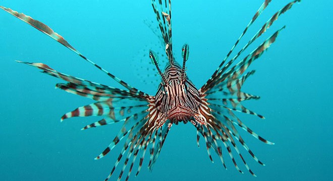 Kuşadası'nda istilacı aslan balığı yakalandı