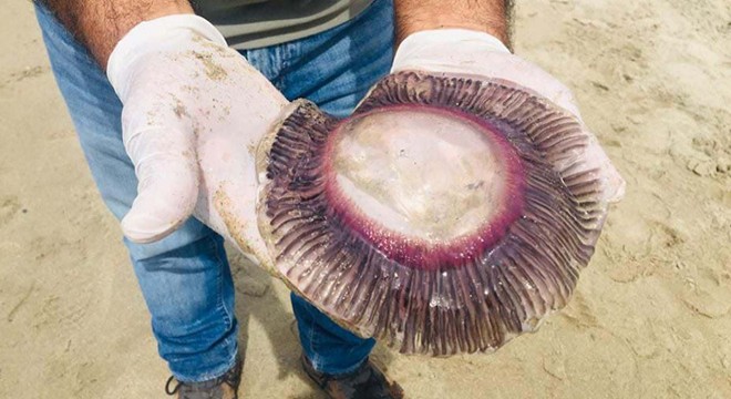 Kuşadası kıyılarına ölü denizanaları vurdu