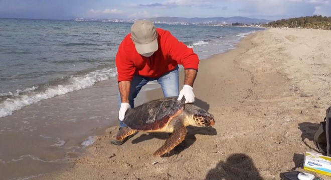 Kuşadası nda 2 deniz kaplumbağası ölü bulundu