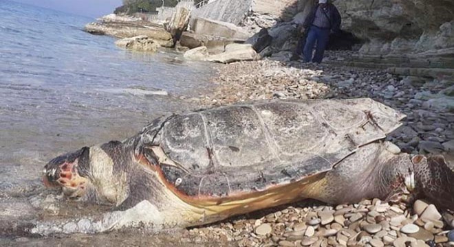 Kuşadası nda ölü caretta caretta bulundu