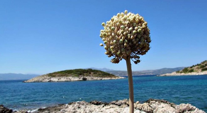 Kuşadası nda şifa veren  kıyı sarımsakları  çiçek açtı